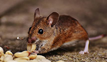 24 Hour & Emergency Exterminators in Larrys Creek, PA